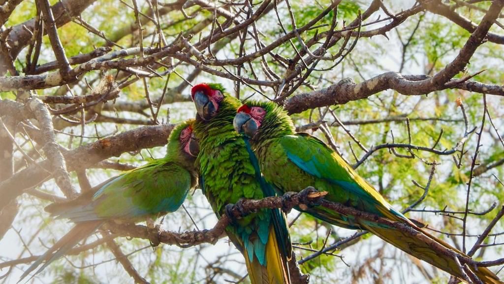 Guacamaya verde el espíritu de la conservación de un ave en peligro