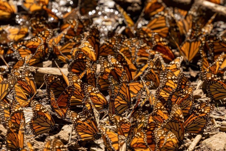 Visita los Santuarios de la Mariposa Monarca de noviembre a marzo