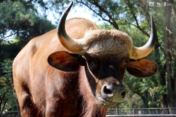 Conoce los impresionantes bisontes de la India que llegan al Zoológico de Morelia