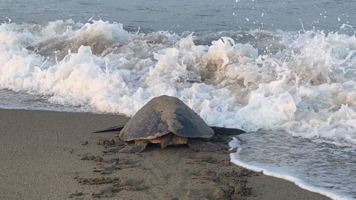 Las tortugas marinas de Michoacán